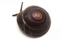 Caracolus sagemon ssp. Cuba typ 4 dark, juvenil